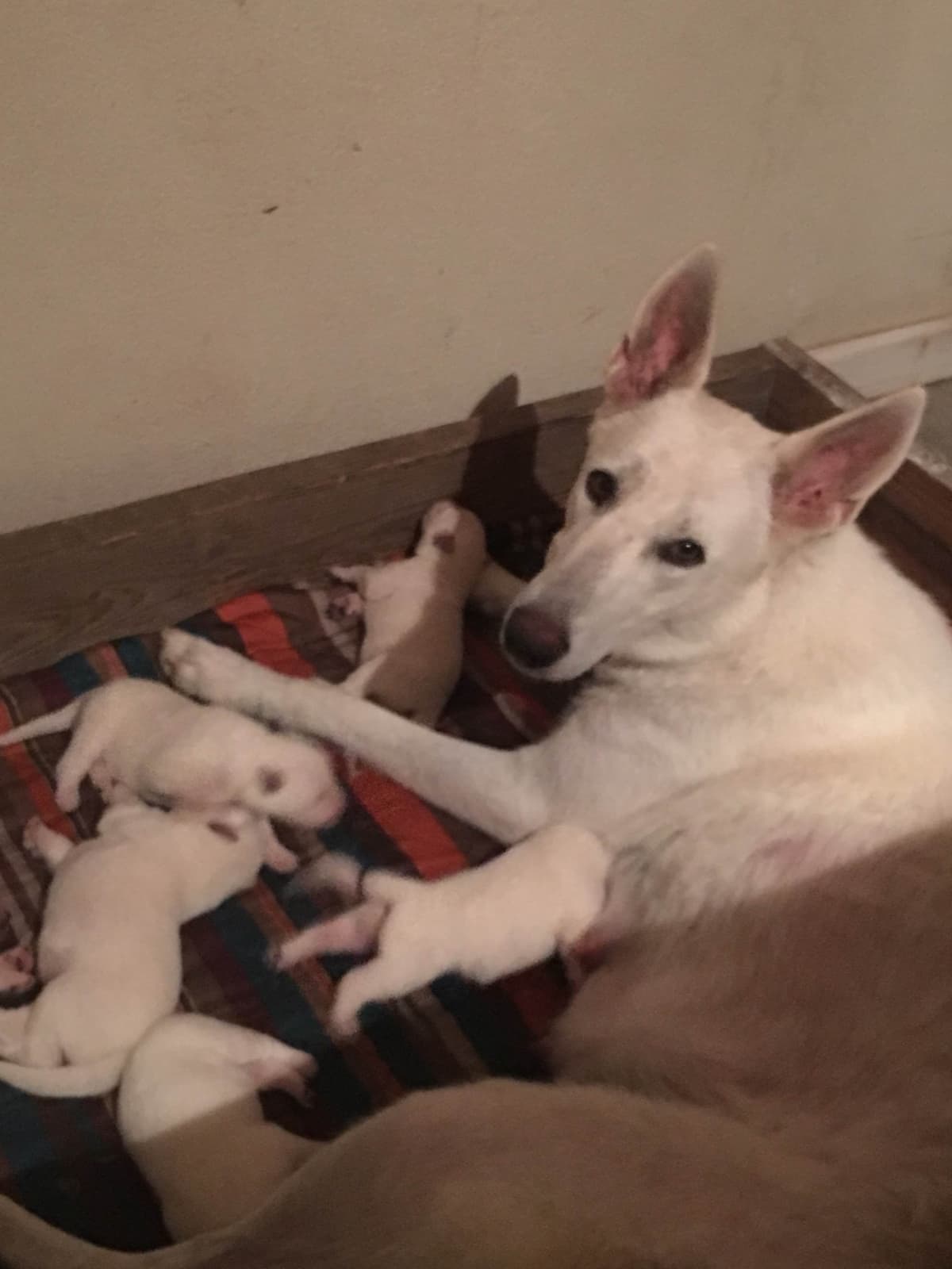 White German Shepherd Dog breeder image 7