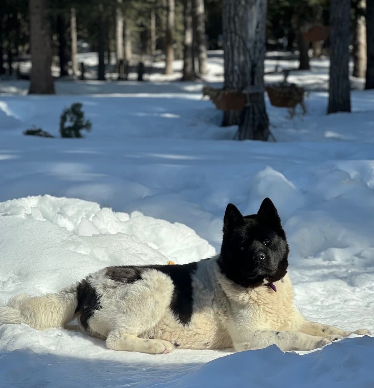 American Akita Puppies breeder image 2