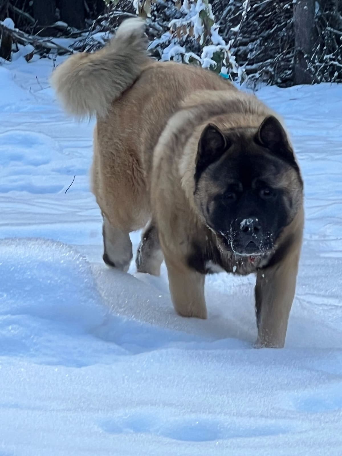 American Akita Puppies breeder image 3