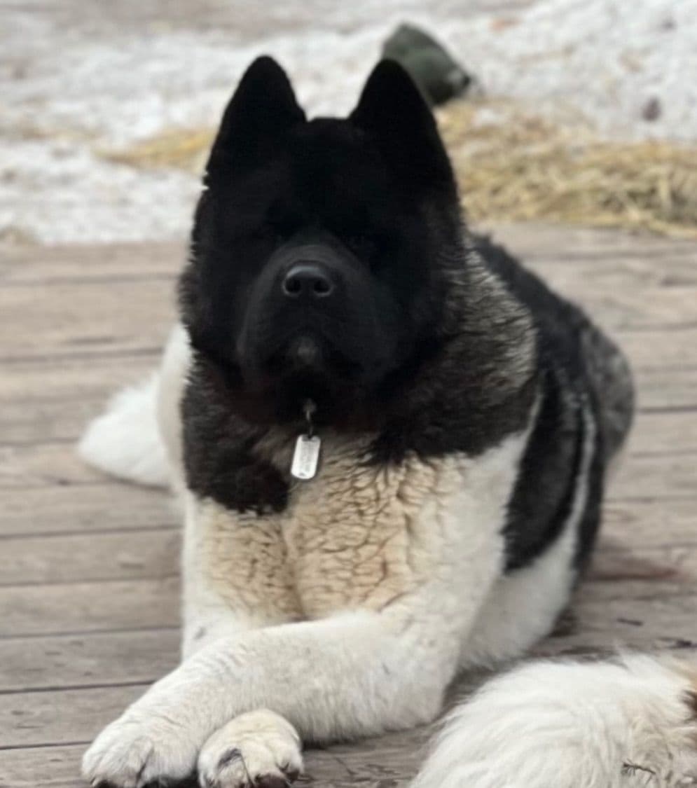 American Akita Puppies breeder image 4