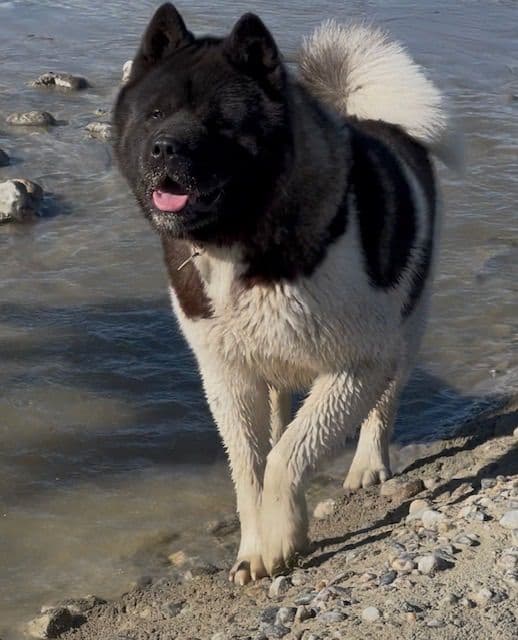 American Akita Puppies breeder image 1