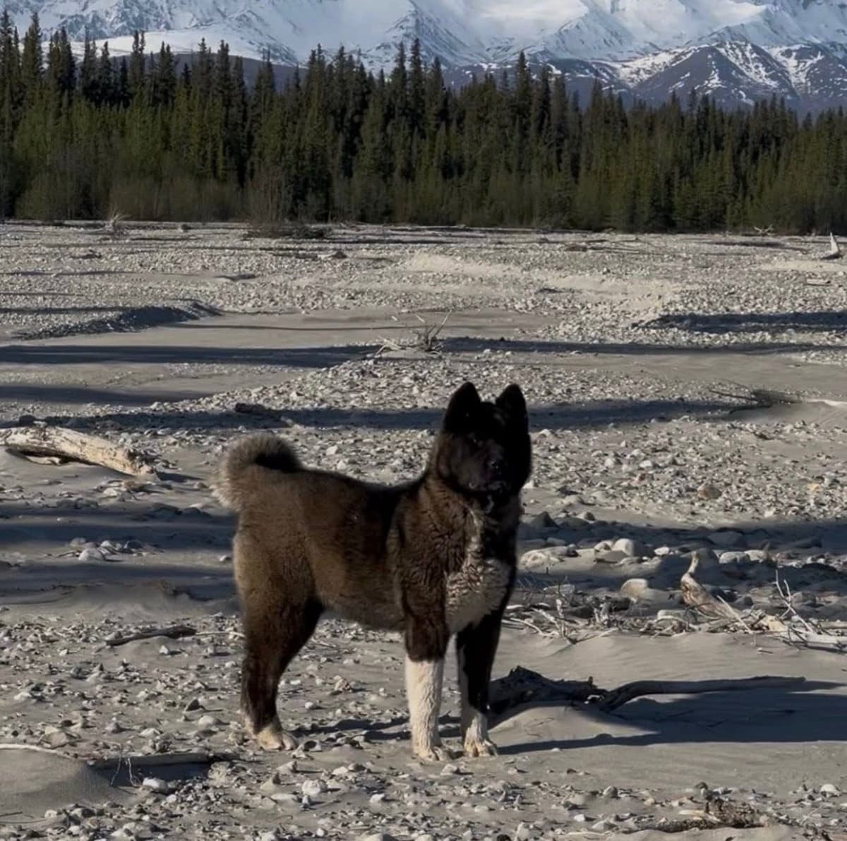American Akita Puppies breeder image 6