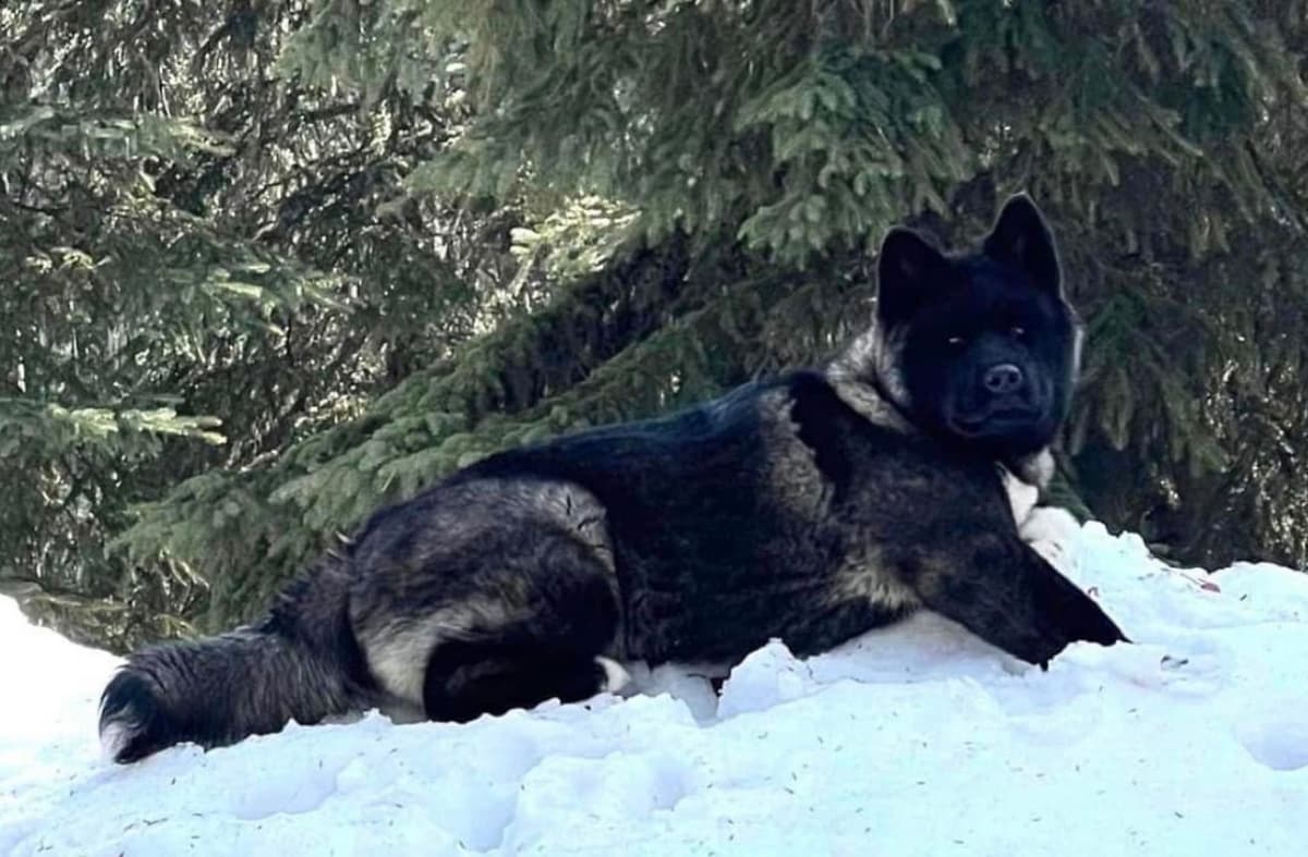 American Akita Puppies breeder image 7
