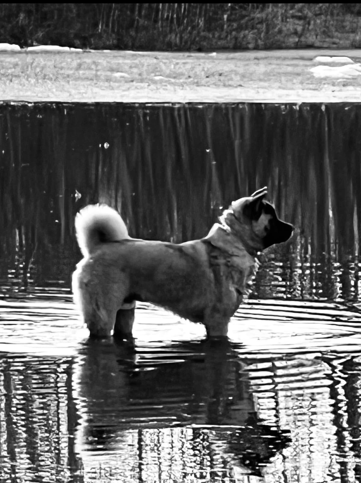 American Akita Puppies breeder image 8