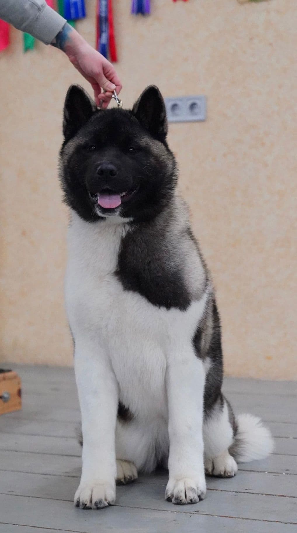 American Akita Puppies breeder image 9