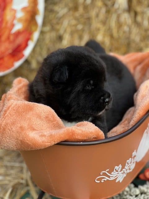 American Akita Puppies breeder image 11