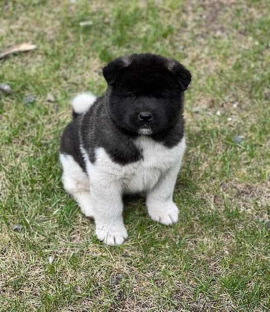 American Akita Puppies breeder image 12