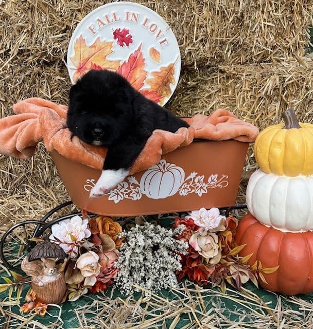 American Akita Puppies breeder image 13