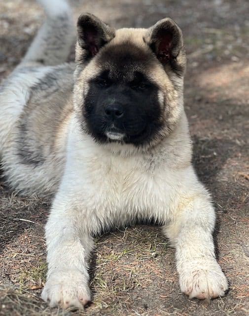 American Akita Puppies media 2