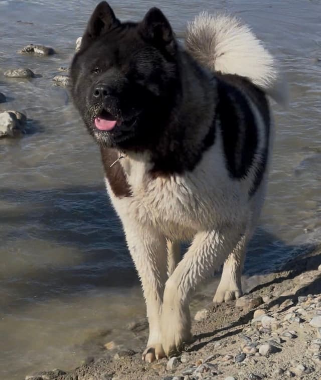 American Akita Puppies media 4