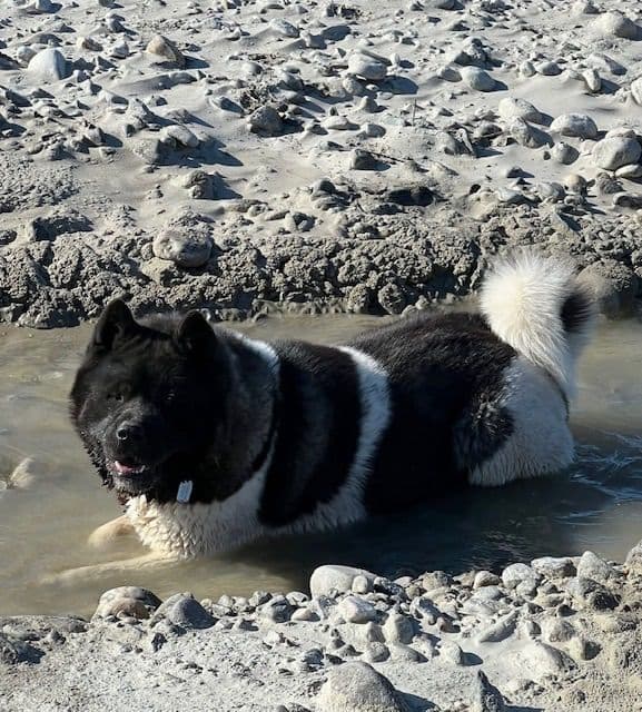 American Akita Puppies media 5