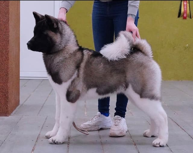 American Akita Puppies media 6