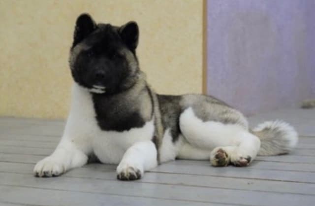 American Akita Puppies media 7