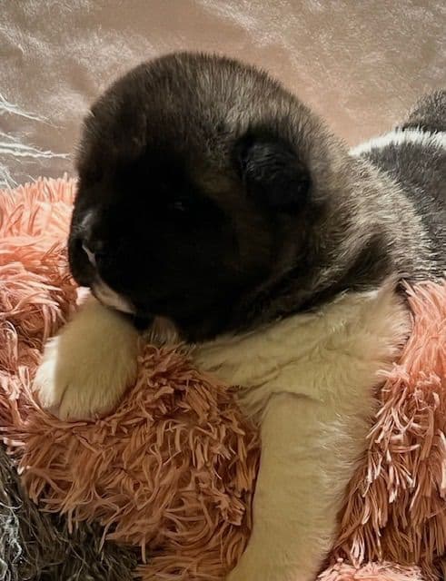 American Akita Puppies media 3