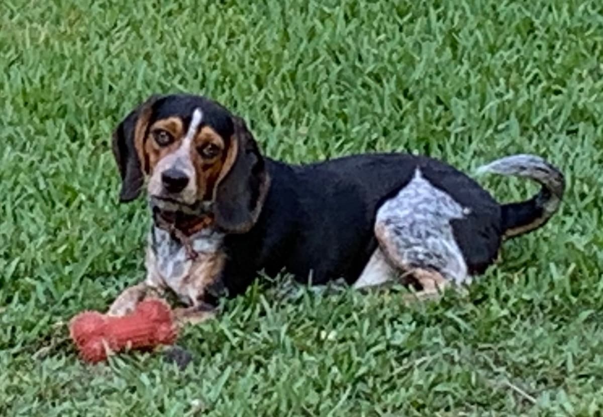 Beagle Puppies breeder image 1