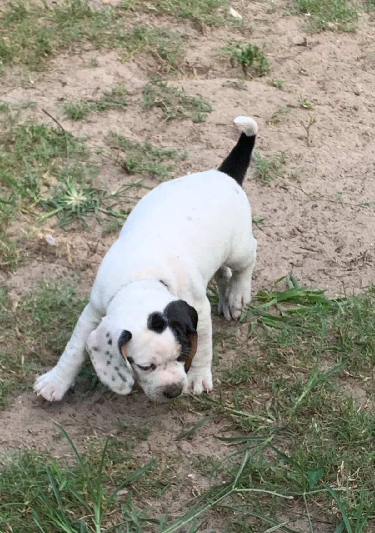 Beagle Puppies breeder image 4