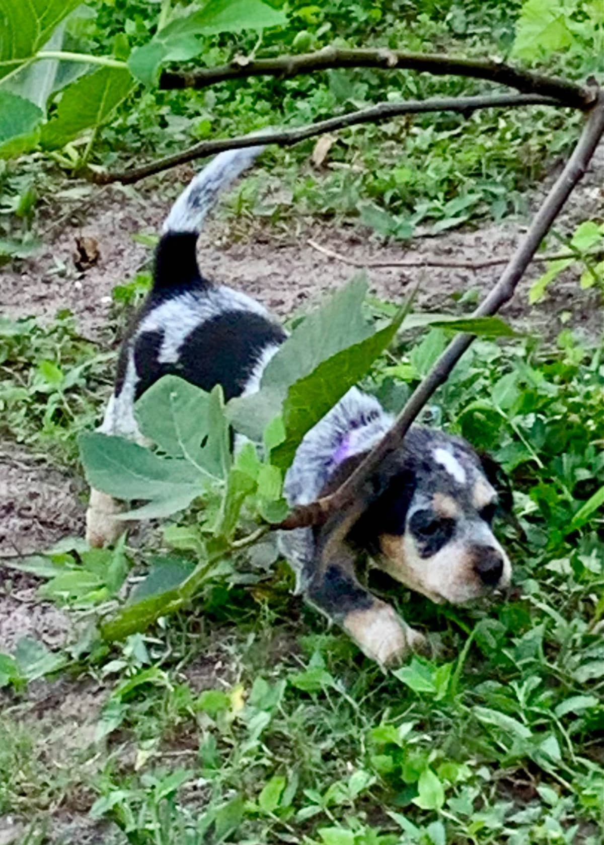 Beagle Puppies breeder image 5