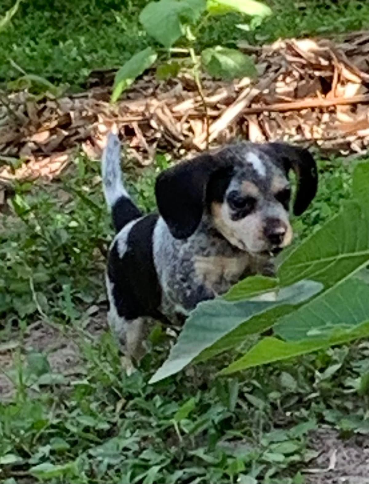 Beagle Puppies breeder image 6