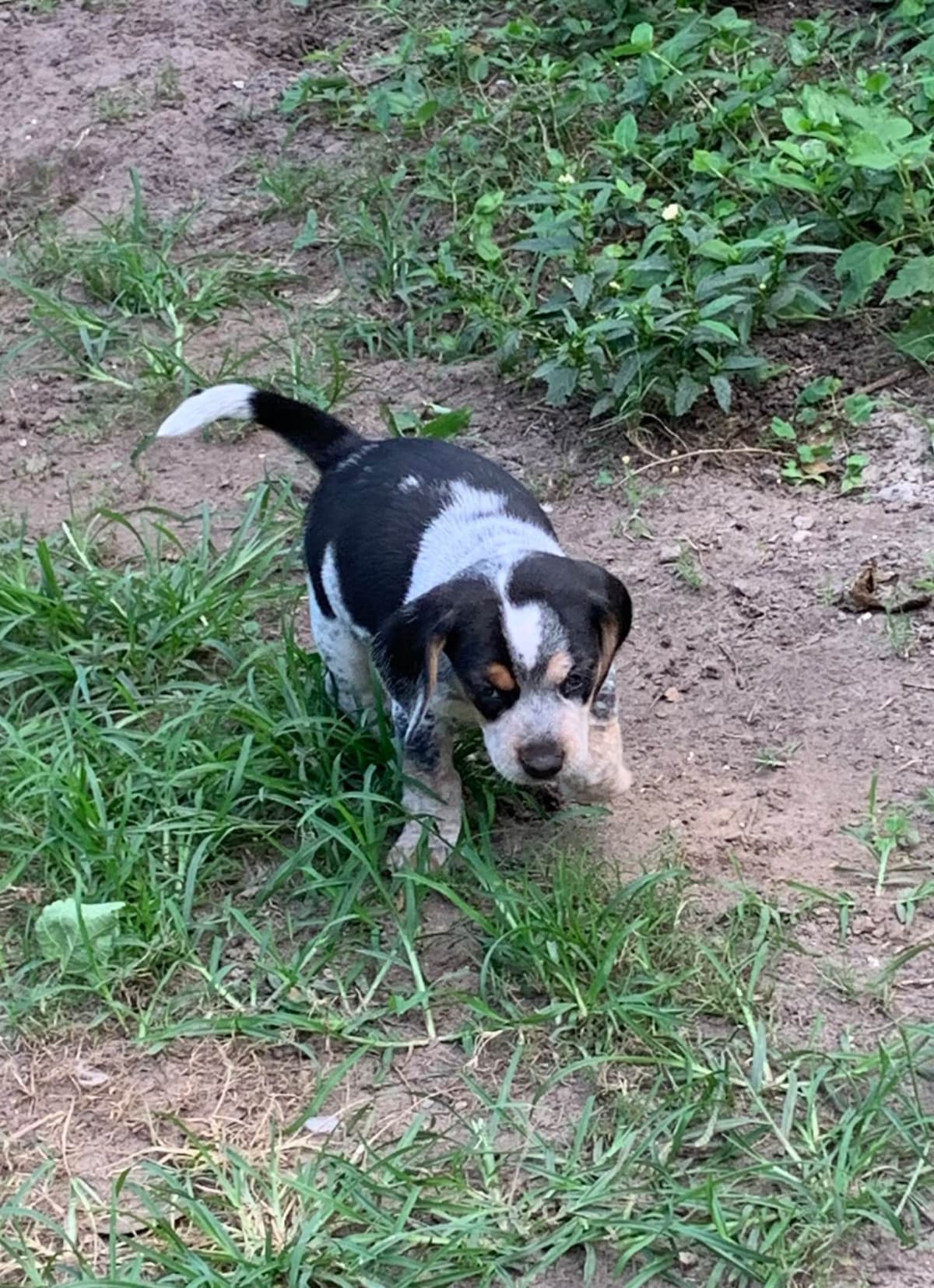Beagle Puppies breeder image 7