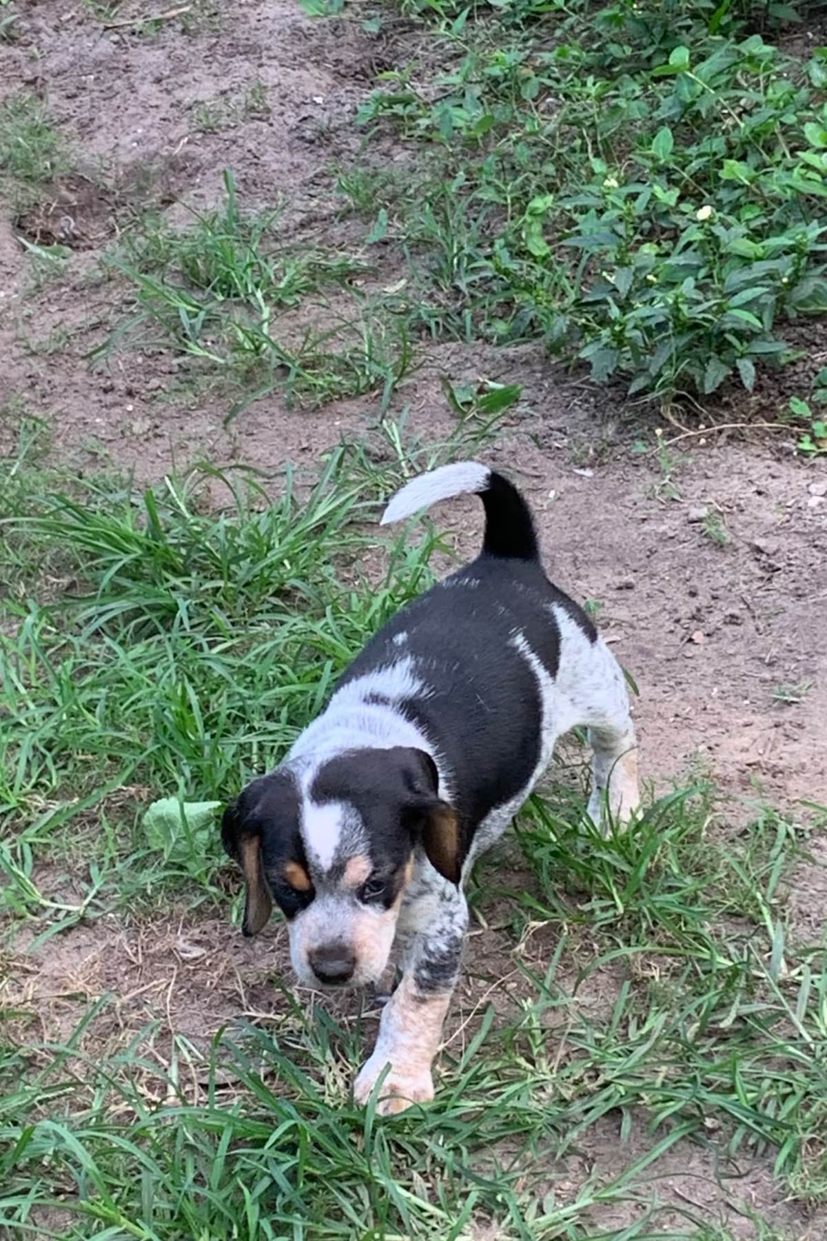 Beagle Puppies breeder image 8