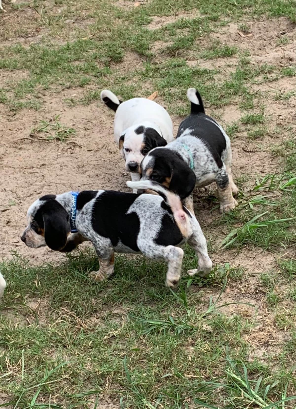 Beagle Puppies breeder image 9