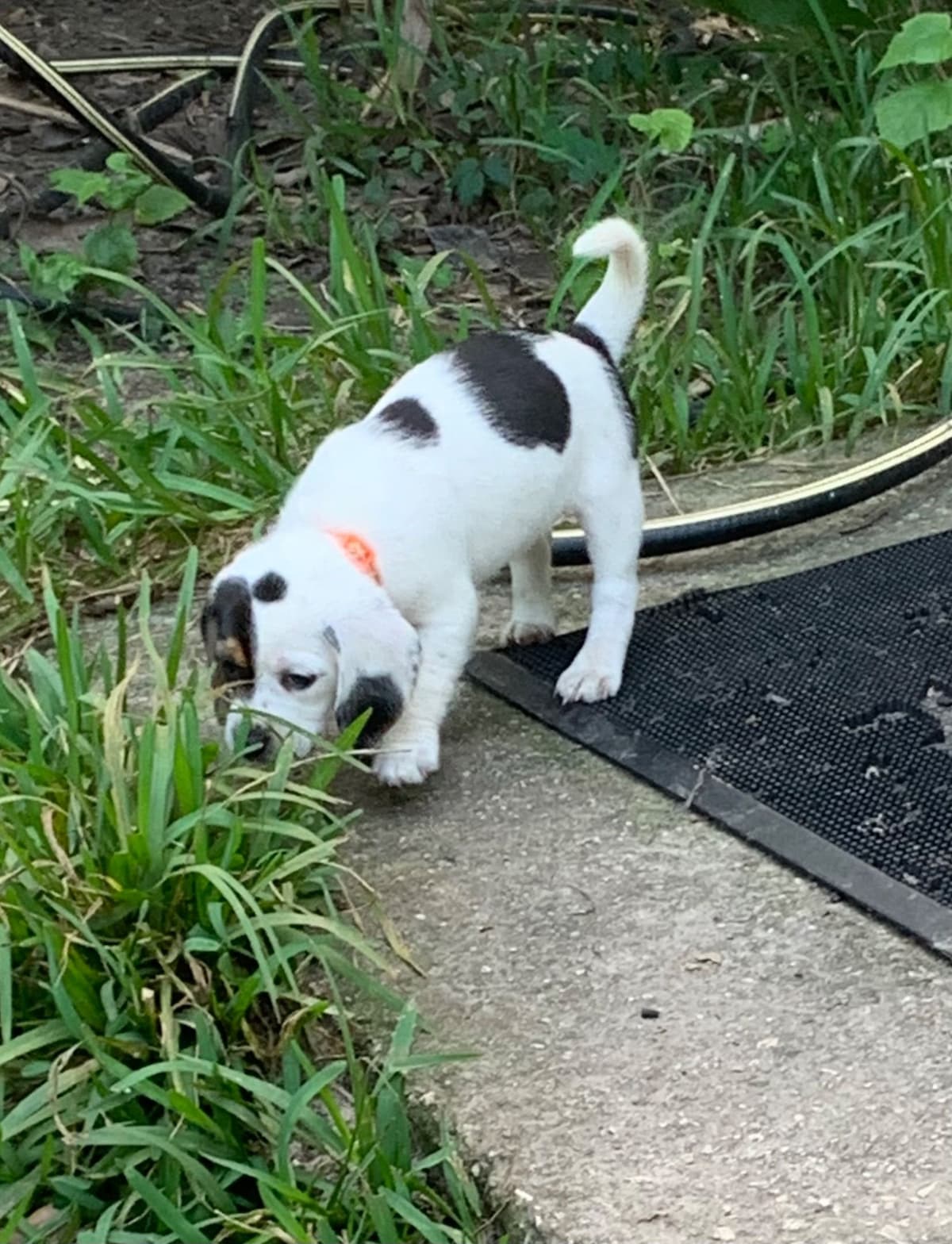 Beagle Puppies breeder image 10