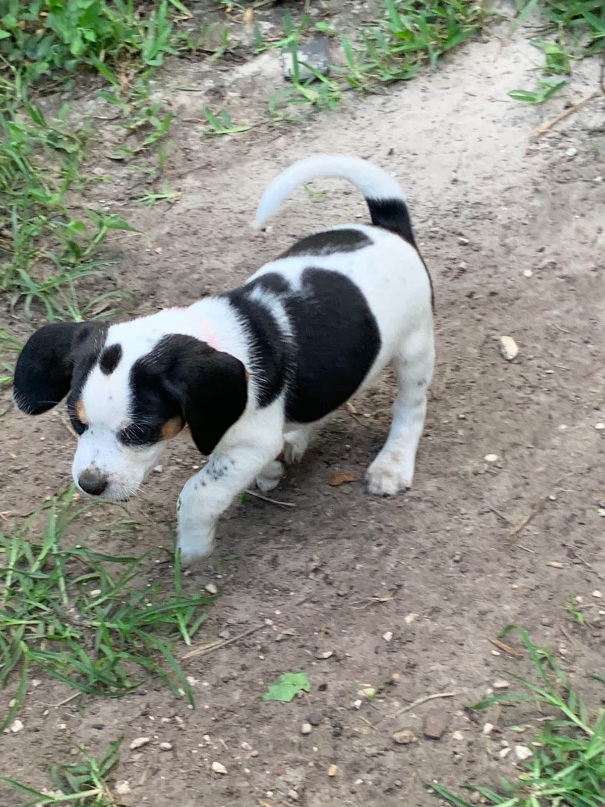 Beagle Puppies breeder image 11