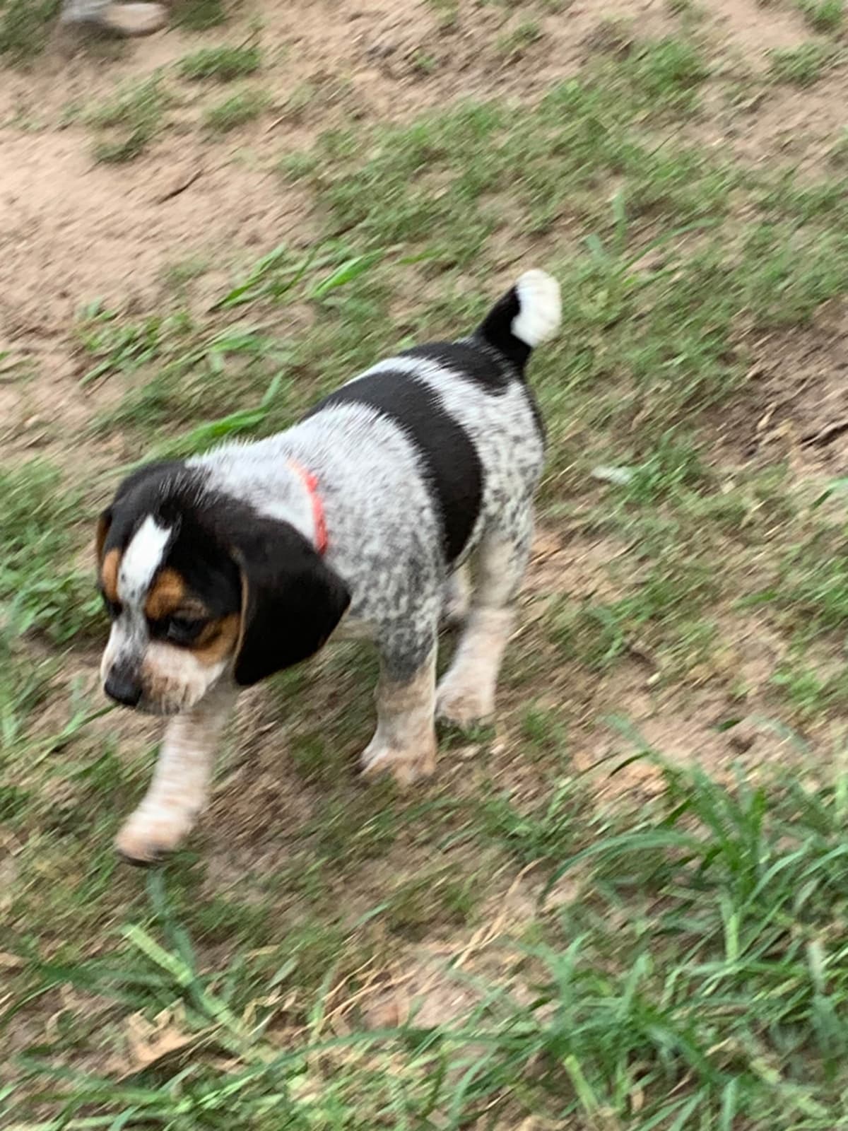 Beagle Puppies breeder image 13