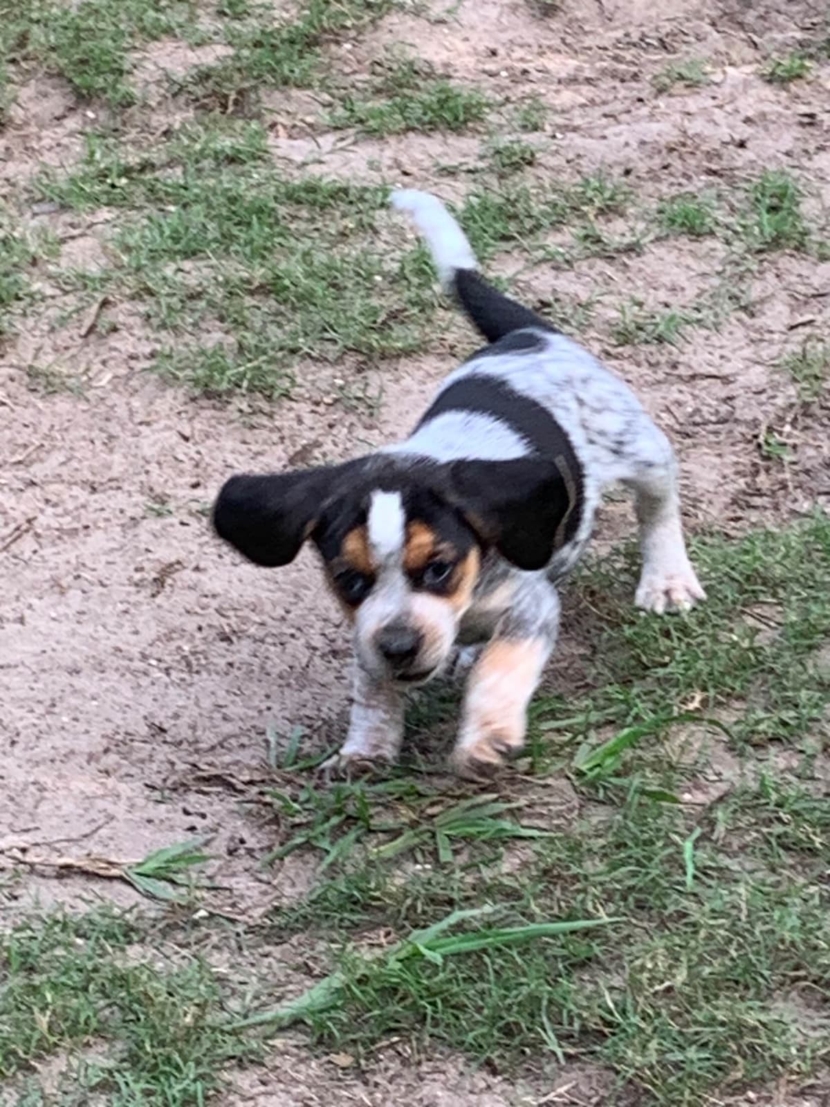 Beagle Puppies breeder image 15