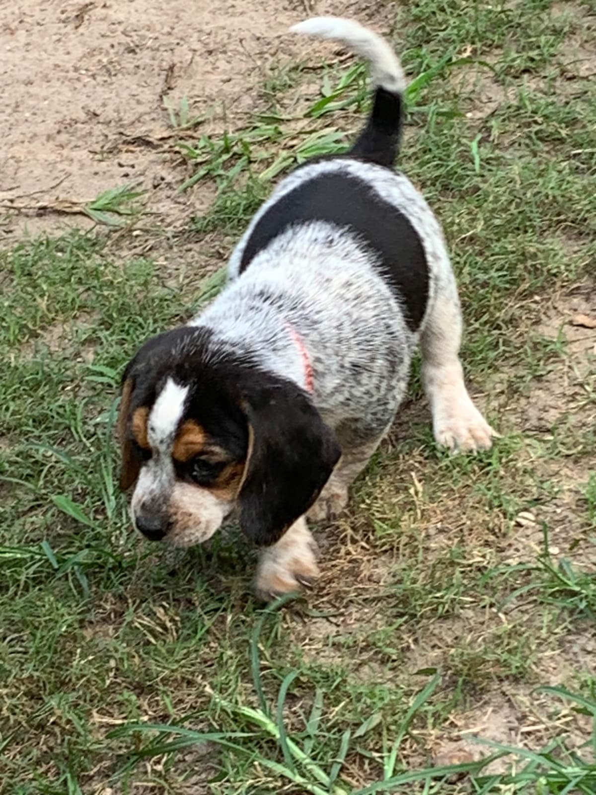 Beagle Puppies breeder image 12
