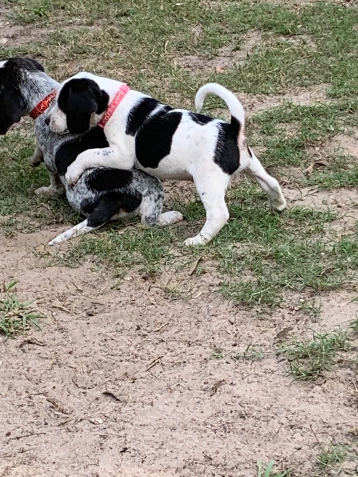 Beagle Puppies breeder image 14