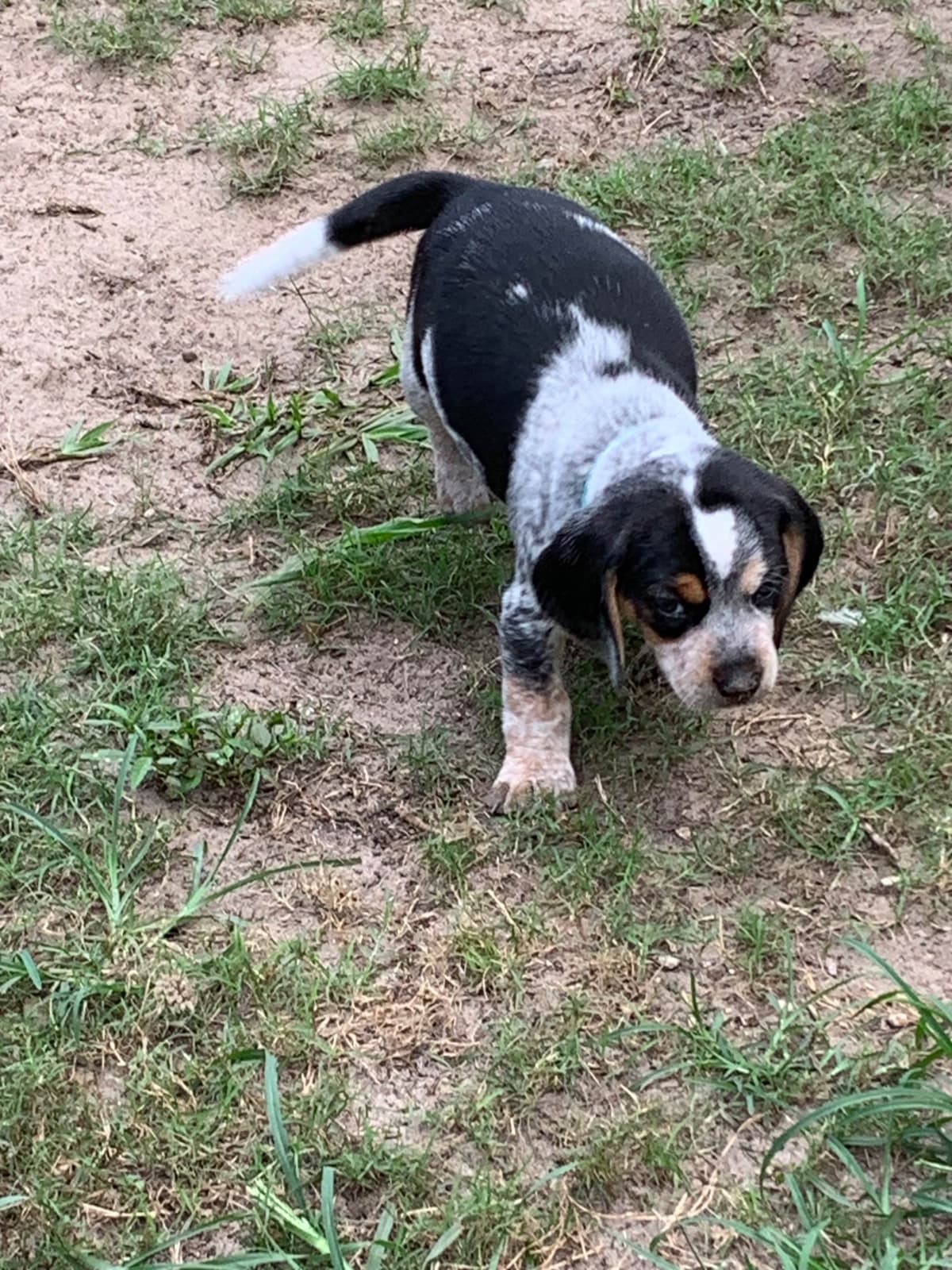 Beagle Puppies breeder image 17