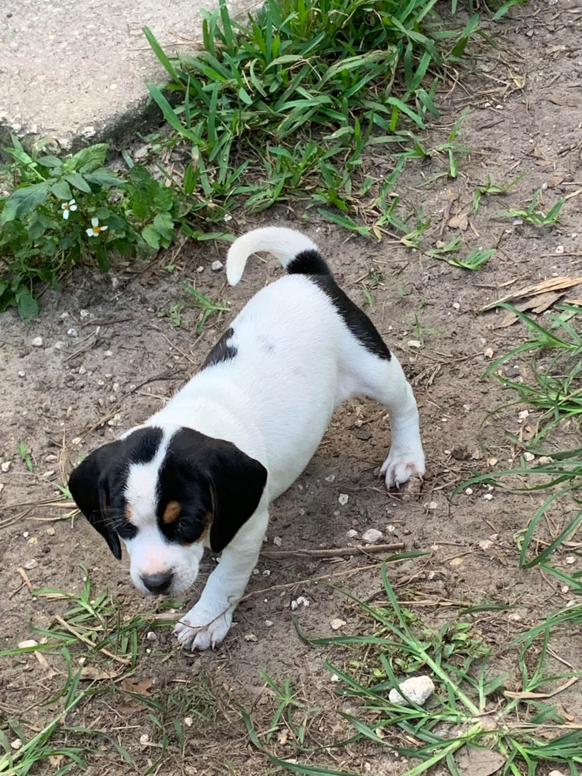 Beagle Puppies breeder image 18
