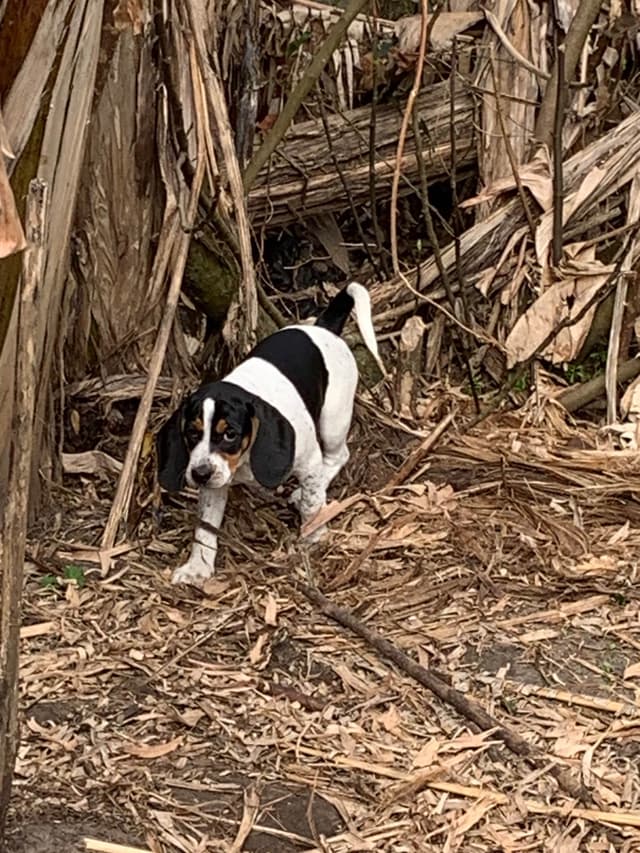 Beagle Puppies media 2