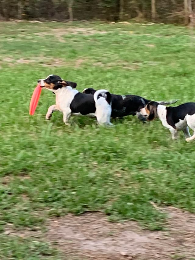 Beagle Puppies media 3