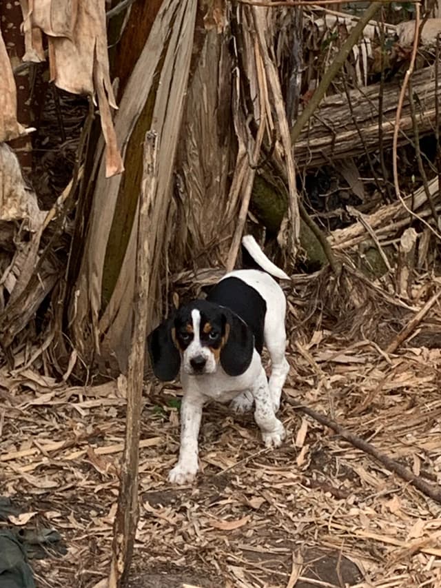 Beagle Puppies media 4