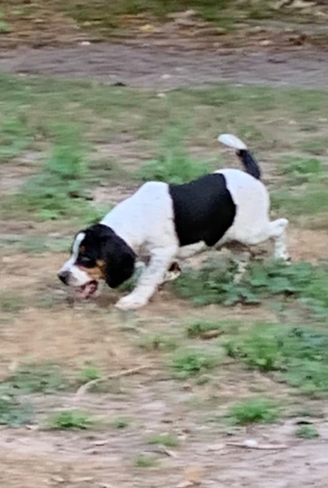 Beagle Puppies media 5