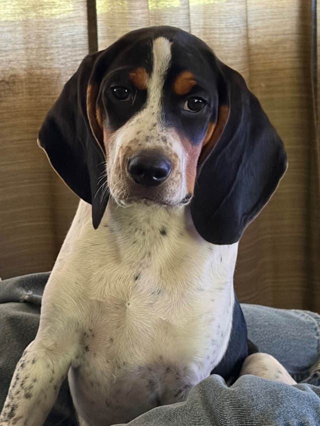 Beagle Puppies media 6