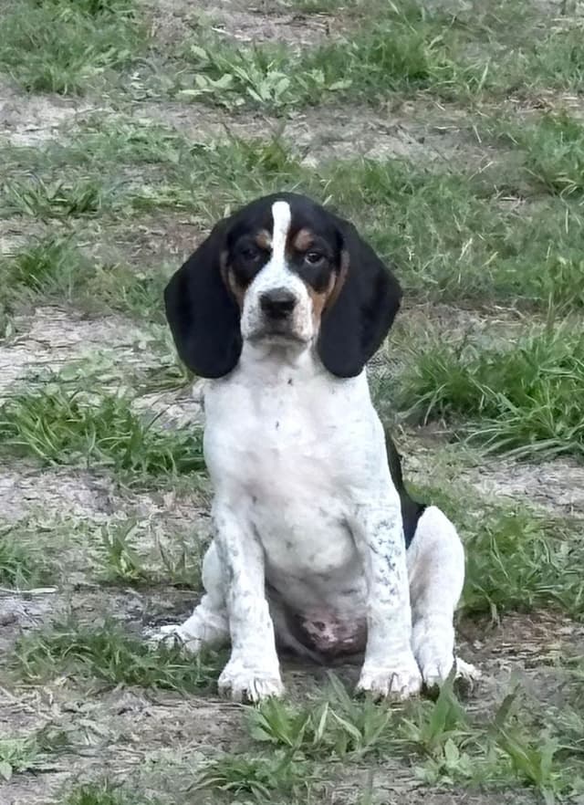 Beagle Puppies media 7