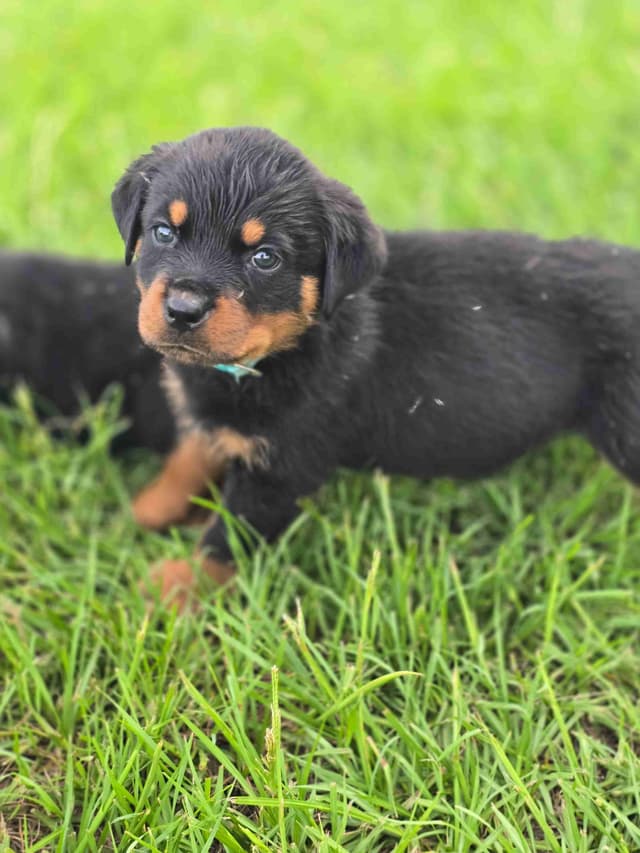 Rottweiler Puppies media 2