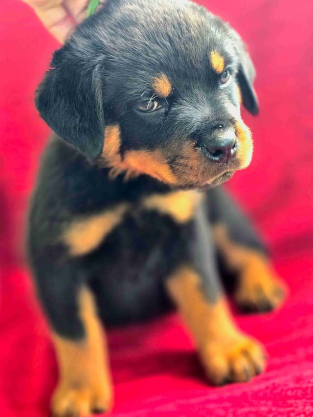 Rottweiler Puppies media 3
