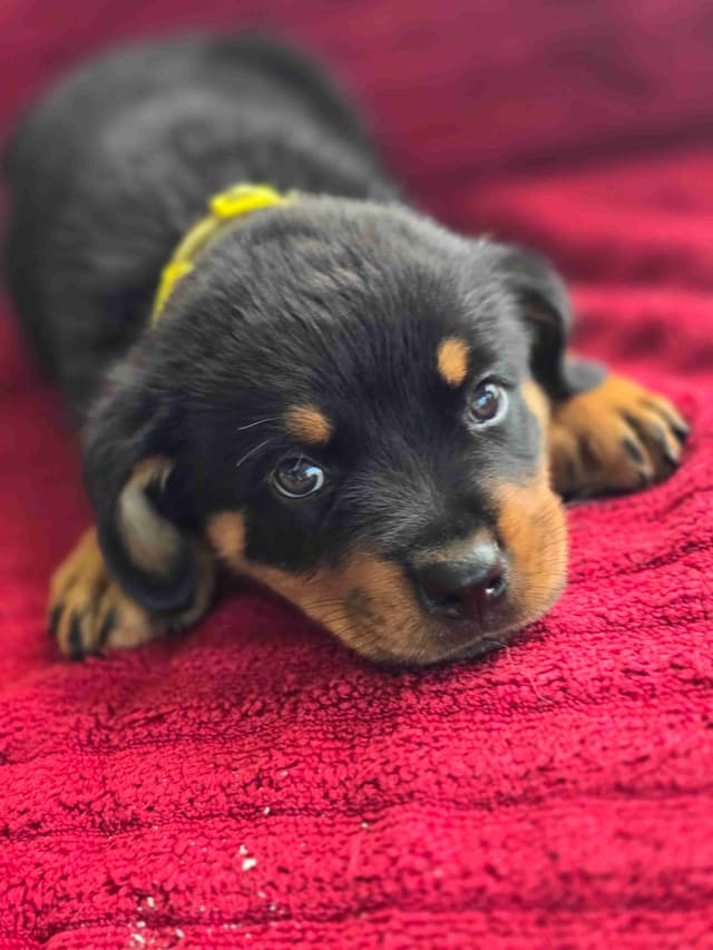 Rottweiler Puppies media 4