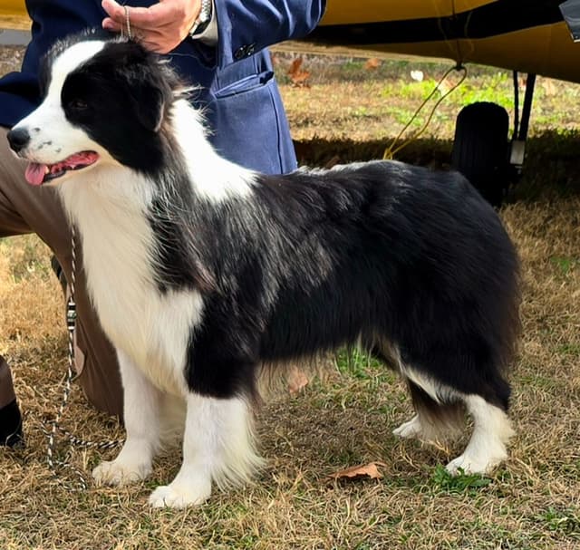 Border Collie Puppies media 3