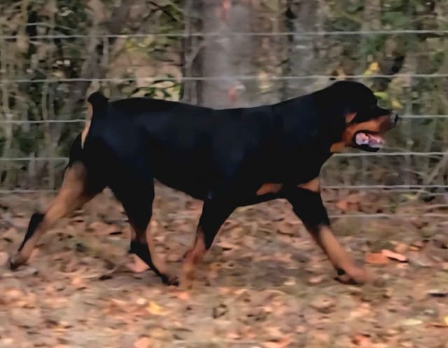Rottweiler Puppies media 6
