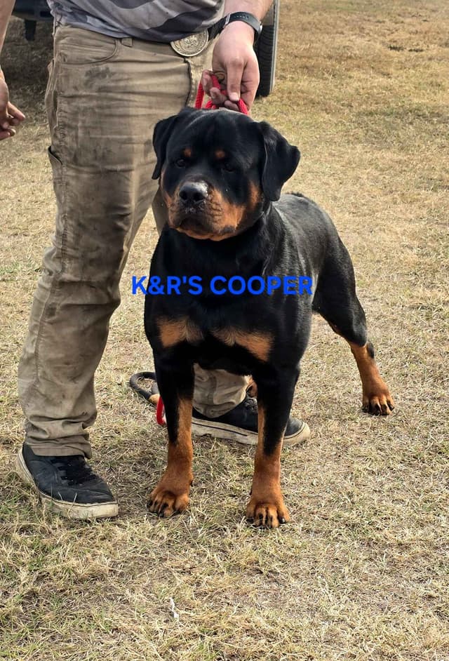 Rottweiler Puppies media 7