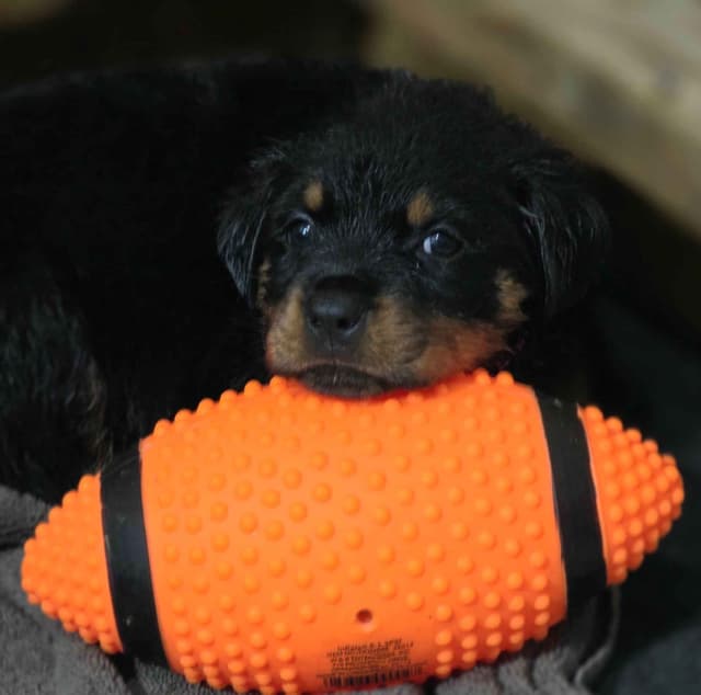 Rottweiler Puppies media 8