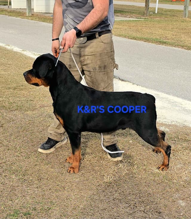 Rottweiler Puppies media 9