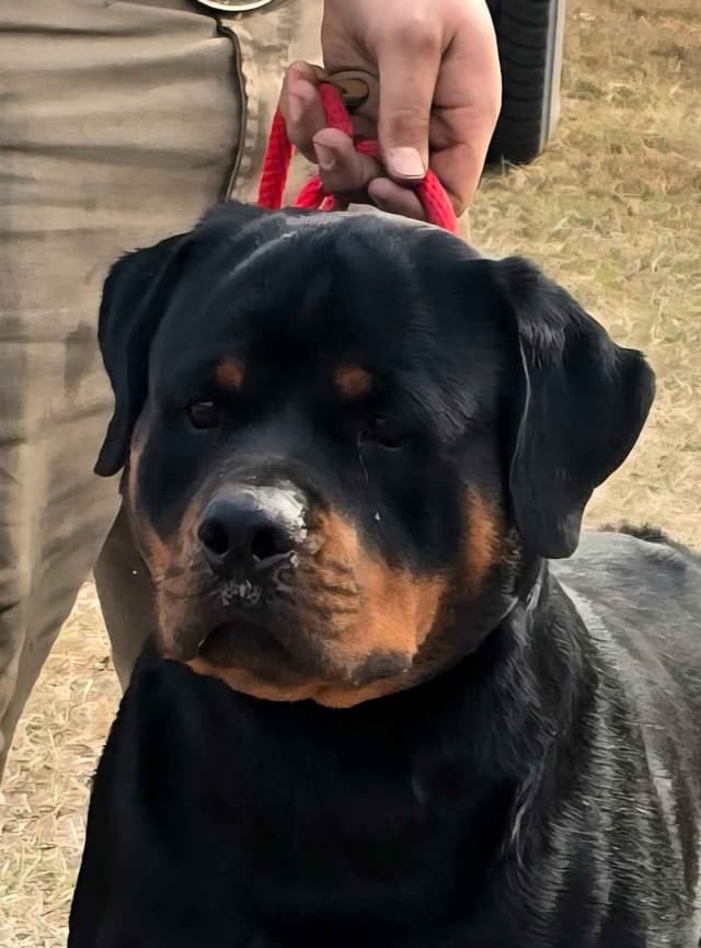 Rottweiler Puppies media 11