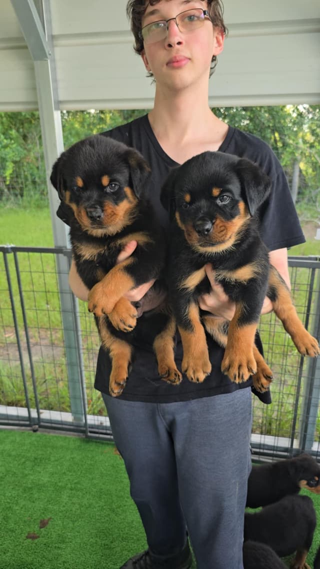 Rottweiler Puppies media 12