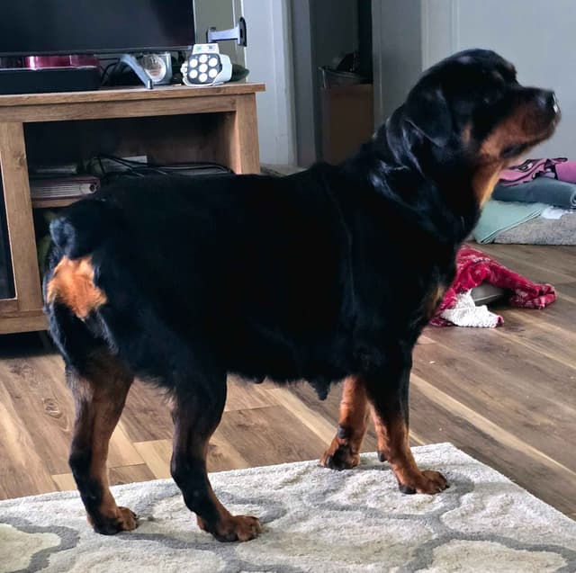 Rottweiler Puppies media 13